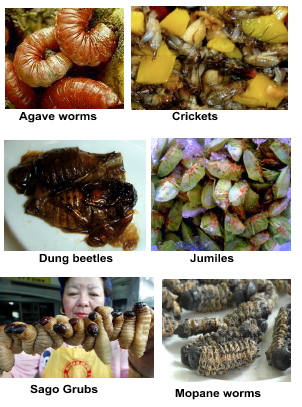 insect delicacies